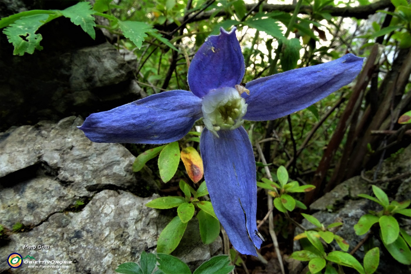 20 Clematide alpina (Clematis alpina).JPG